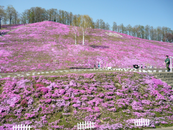 いまの芝桜公園の様子