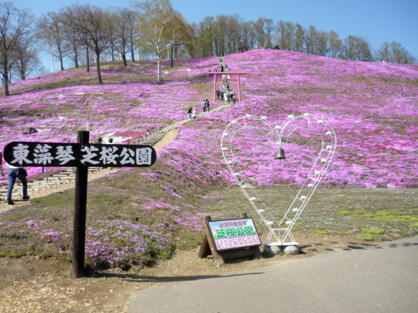 いまの芝桜公園の様子