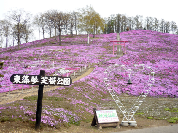 いまの芝桜公園の様子