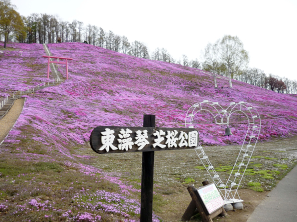 いまの芝桜公園の様子