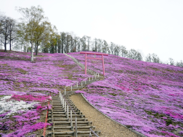 いまの芝桜公園の様子