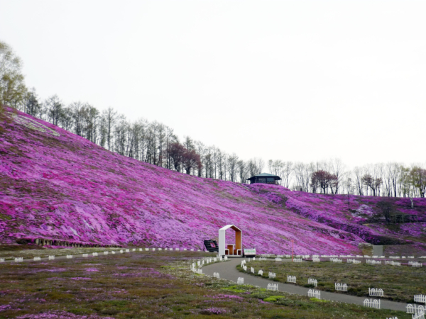 いまの芝桜公園の様子