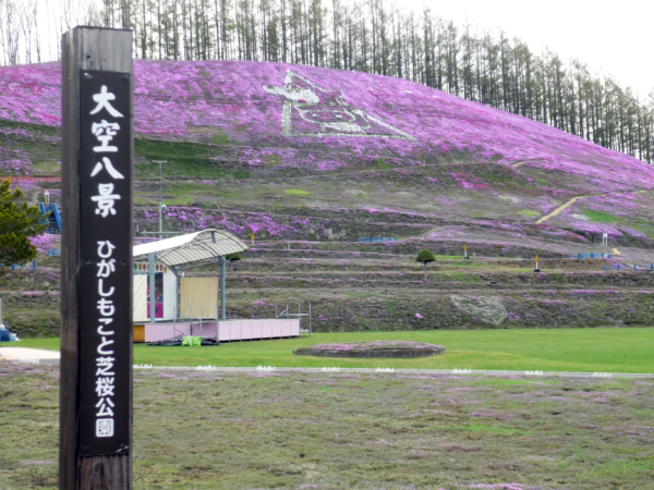 いまの芝桜公園の様子