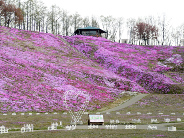 いまの芝桜公園の様子