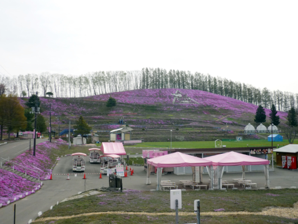 いまの芝桜公園の様子