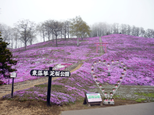 いまの芝桜公園の様子