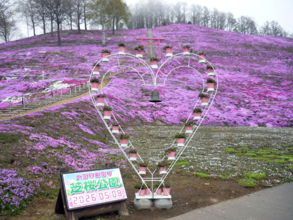 いまの芝桜公園の様子