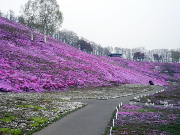 いまの芝桜公園の様子