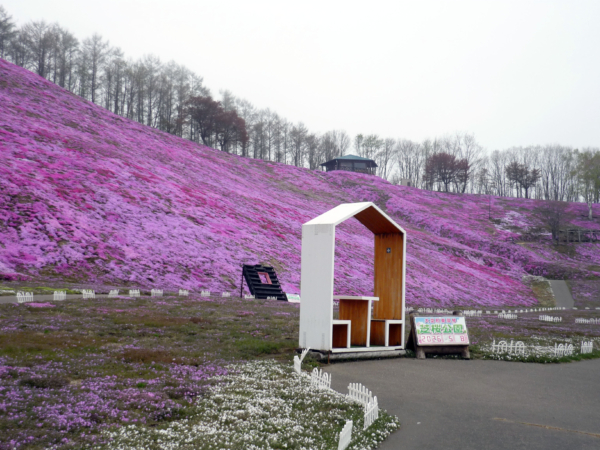 いまの芝桜公園の様子