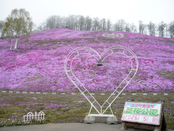 いまの芝桜公園の様子