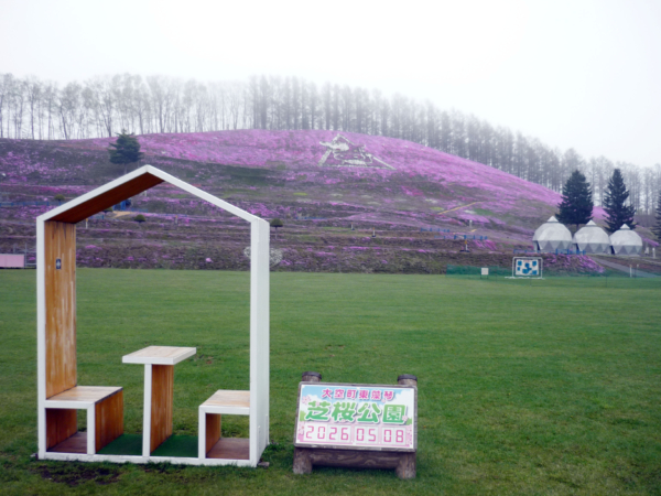 いまの芝桜公園の様子