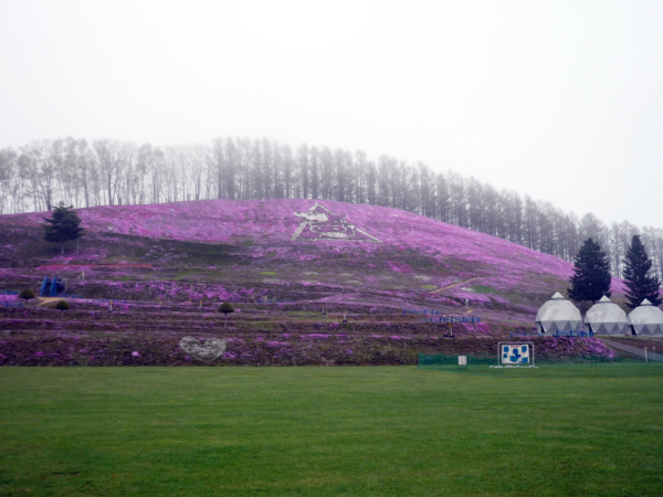 いまの芝桜公園の様子