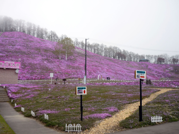 いまの芝桜公園の様子