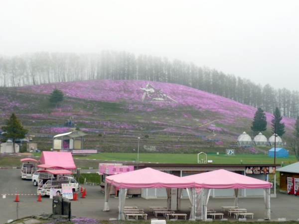 いまの芝桜公園の様子