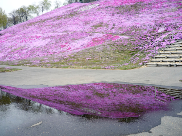 いまの芝桜公園の様子