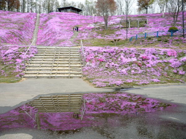 いまの芝桜公園の様子