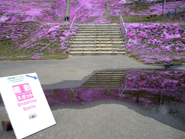 いまの芝桜公園の様子