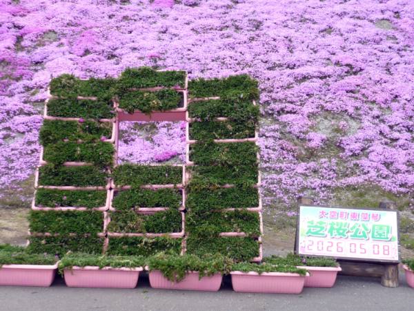いまの芝桜公園の様子