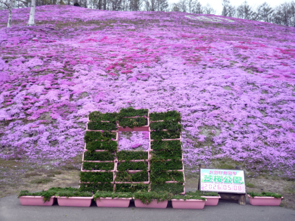 いまの芝桜公園の様子