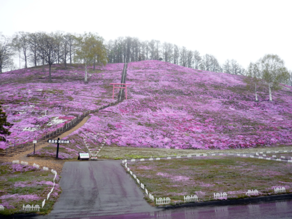 いまの芝桜公園の様子