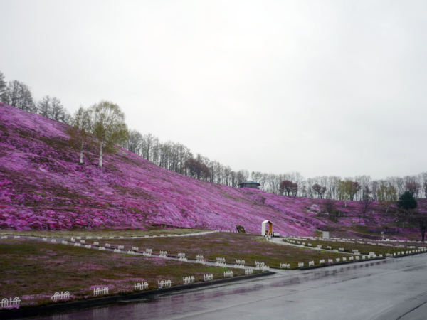 いまの芝桜公園の様子