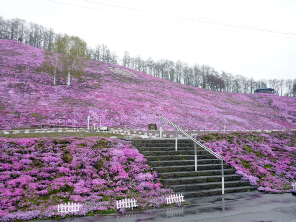 いまの芝桜公園の様子