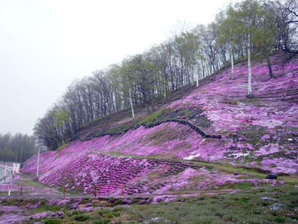 いまの芝桜公園の様子