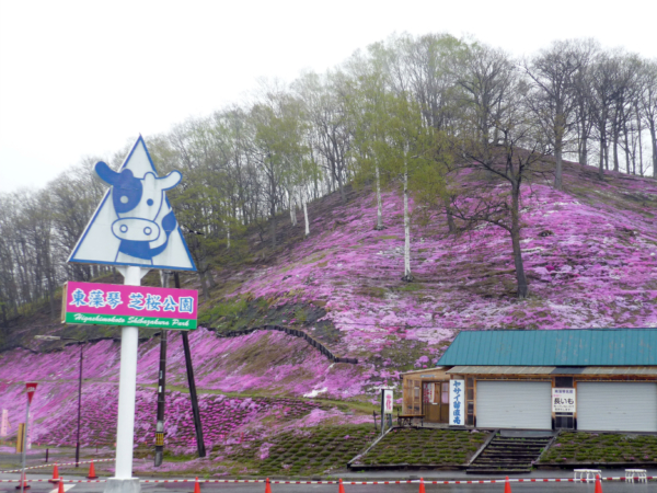 いまの芝桜公園の様子