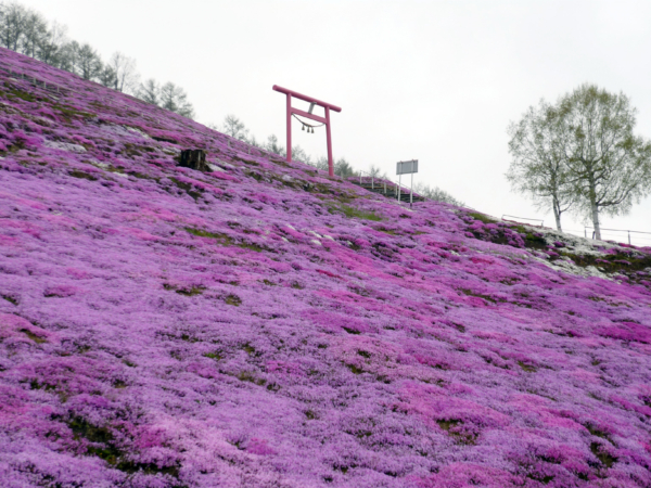 いまの芝桜公園の様子