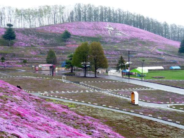 いまの芝桜公園の様子
