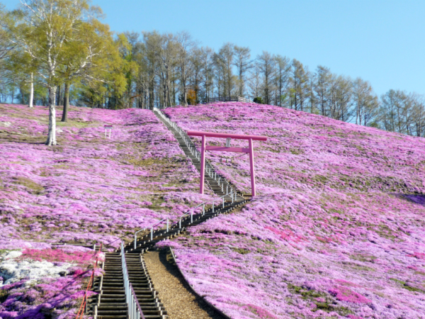 いまの芝桜公園の様子