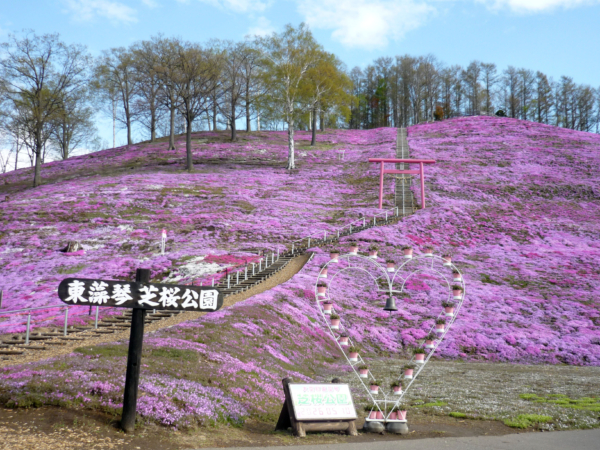 いまの芝桜公園の様子
