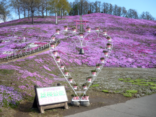 いまの芝桜公園の様子