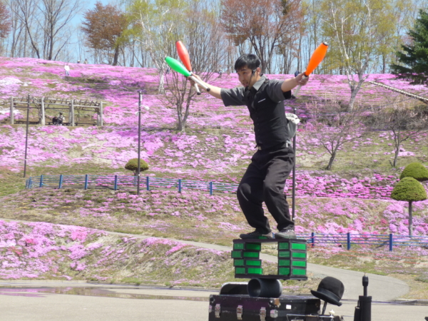 いまの芝桜公園の様子