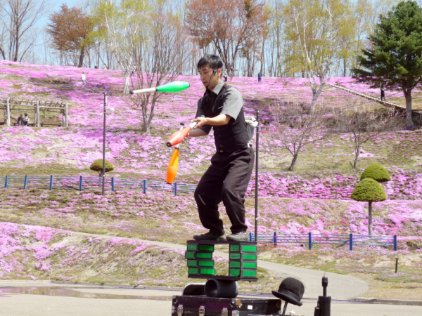 いまの芝桜公園の様子