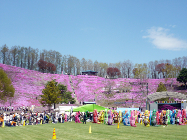 いまの芝桜公園の様子