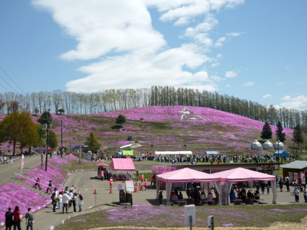 いまの芝桜公園の様子