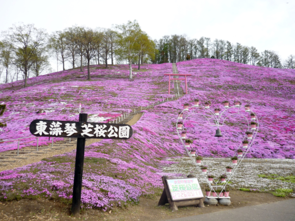 いまの芝桜公園の様子