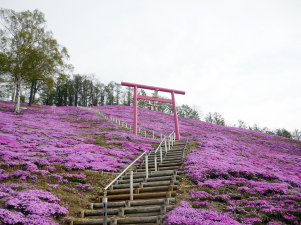いまの芝桜公園の様子