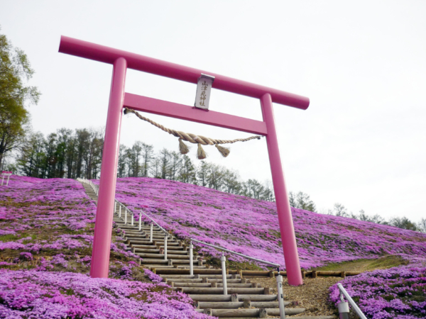 いまの芝桜公園の様子