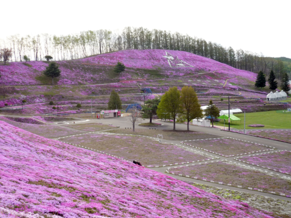 いまの芝桜公園の様子