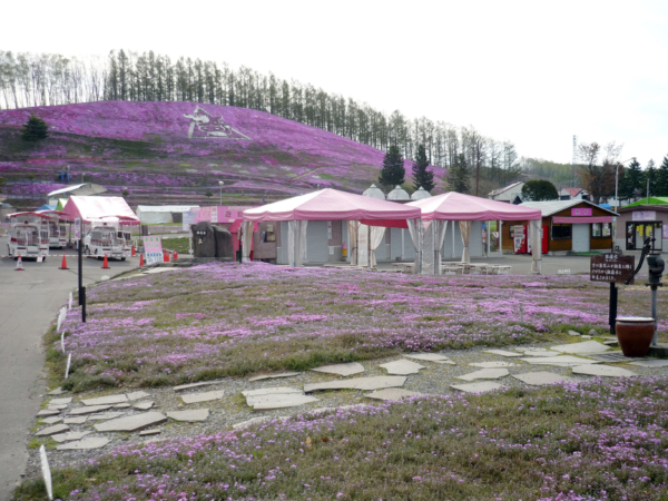 いまの芝桜公園の様子