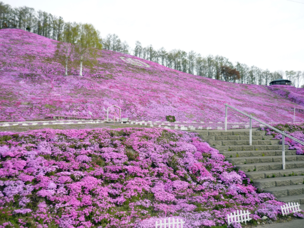 いまの芝桜公園の様子
