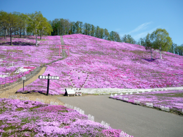 いまの芝桜公園の様子
