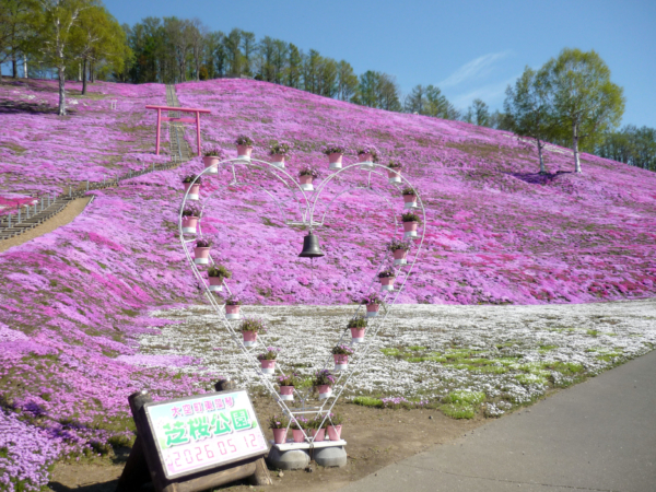 いまの芝桜公園の様子