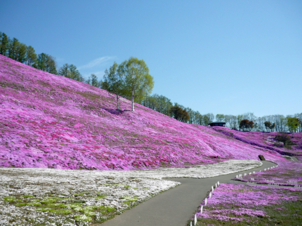 いまの芝桜公園の様子