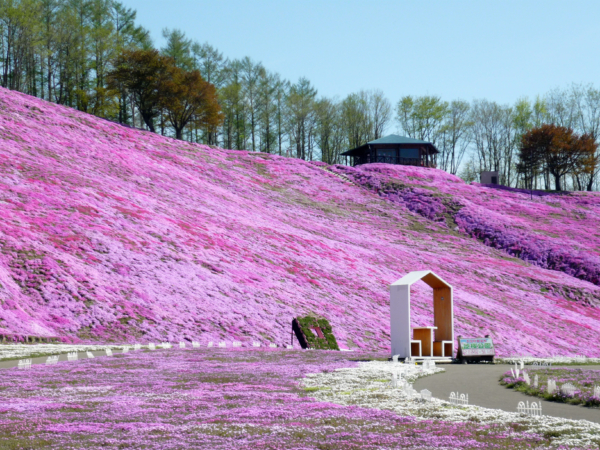 いまの芝桜公園の様子