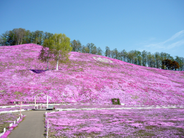 いまの芝桜公園の様子