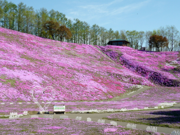 いまの芝桜公園の様子