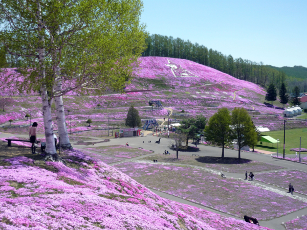 いまの芝桜公園の様子